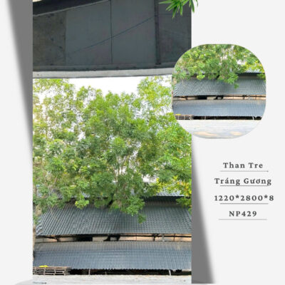 Tấm Than Tre 8mm Tráng Gương NP429